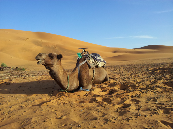 Smiling Camel in the Sahara Desert, Erg Chebbi, Morocco