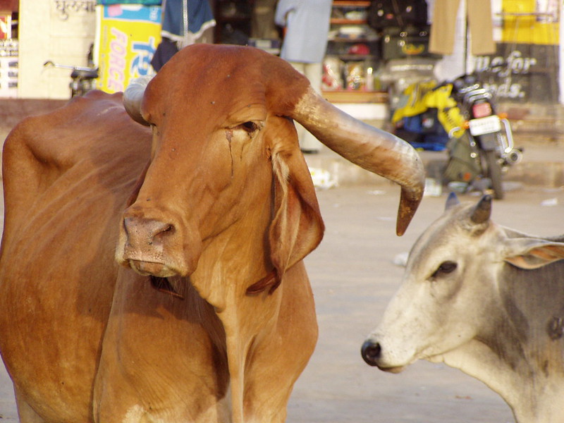 The holy cows of India