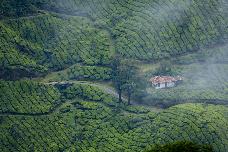 Munnar in India is one of the locations visited on the Life of Pi trip around the country.