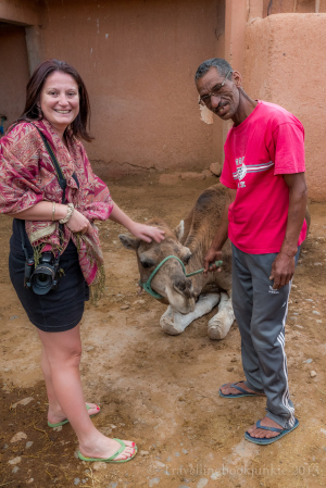 One of the camels at Kasbah Ellouze, Morocco
