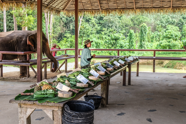Elephant Hills, elephant experience, glamping, tents, Thailand, Khao Sok National Park, travel, travelling book junkie