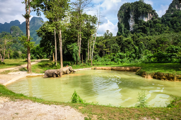 Elephant Hills, elephant experience, glamping, tents, Thailand, Khao Sok National Park, travel, travelling book junkie