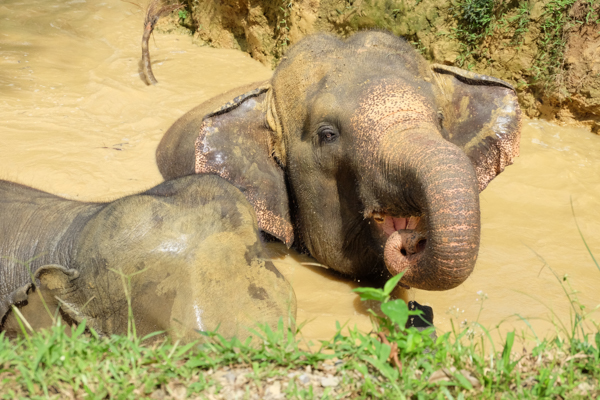 Elephant Hills – Superior Luxury Glamping in the Jungle