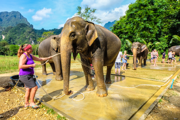 Elephant Hills, elephant experience, glamping, tents, Thailand, Khao Sok National Park, travel, travelling book junkie