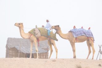 Enjoy an evening desert safari in Dubai with @tbookjunkie