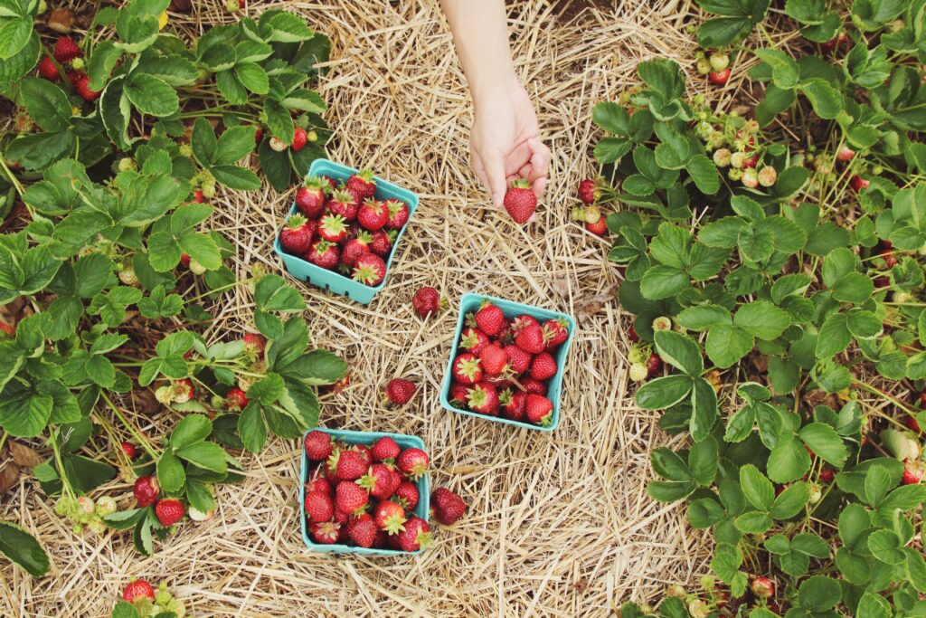 Fruit picking as part of your travels is a great way to earn extra money.
