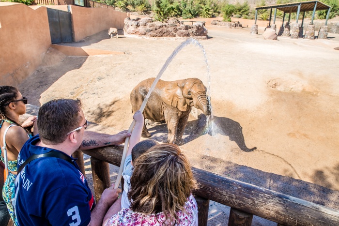 fuerteventura, holiday gems, family holidays, canary islands, beaches, zoo, animals, elephants, washing, attractions, family,