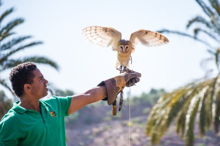 fuerteventura, holiday gems, family holidays, canary islands, zoo, animals, attractions, bird display,