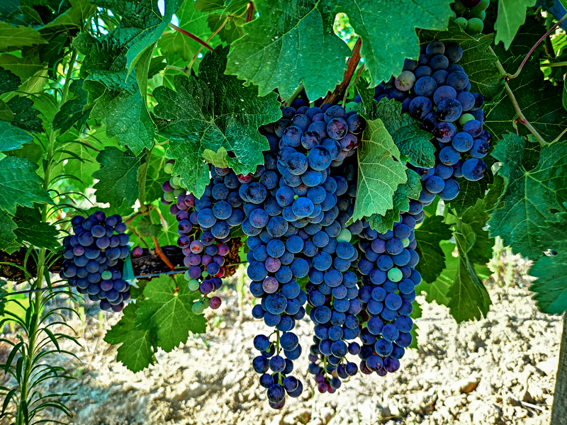Wine product is high in Italy and no better wines will be found than in Tuscany where the vines are exposed to long summer sun days,