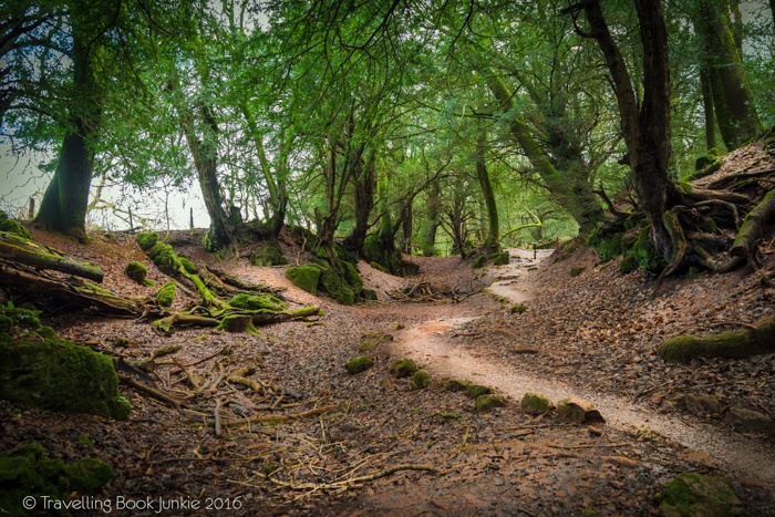 puzzlewood, hollywood, film, movie, locations, filming, enchanted, forest, star wars, blockbuster, england, british, secret,