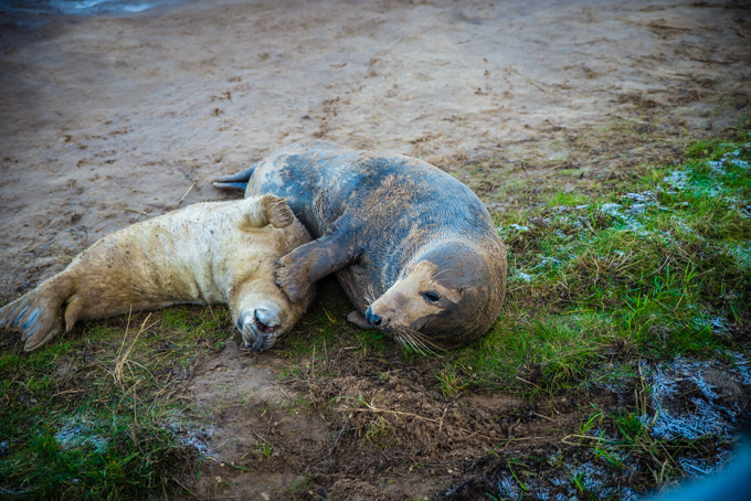 seals, best western, kenwick park, spa, hotel, spa seekers, lincolnshire, sanctuary, breeding, travellingbookjunkie, relaxing, refreshing, breaks, weekend, lodge, stay, accommodation, hotel, mid range,