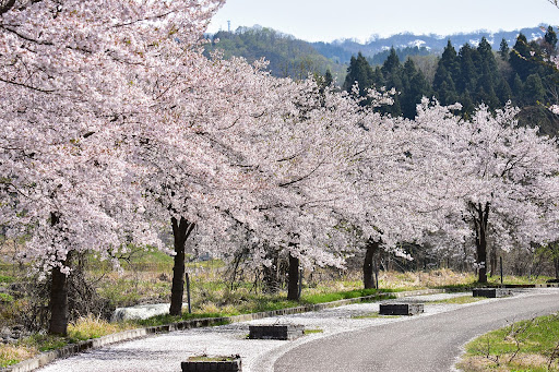 The pink cherry blossoms of Japan in full bloom.