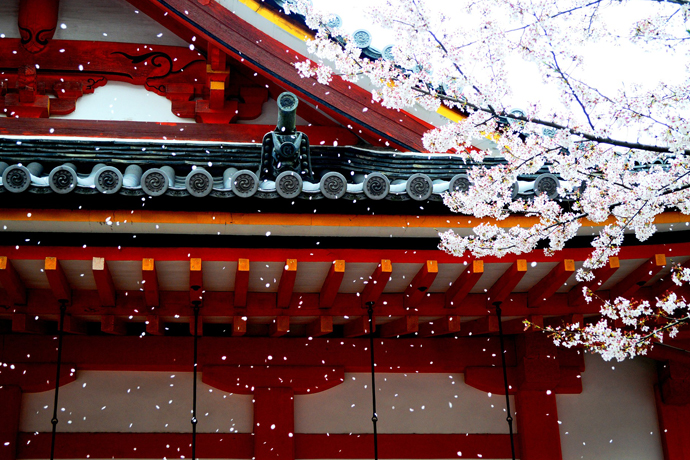 Why Tokyo Is A Great Place To See The Famous Cherry Blossom